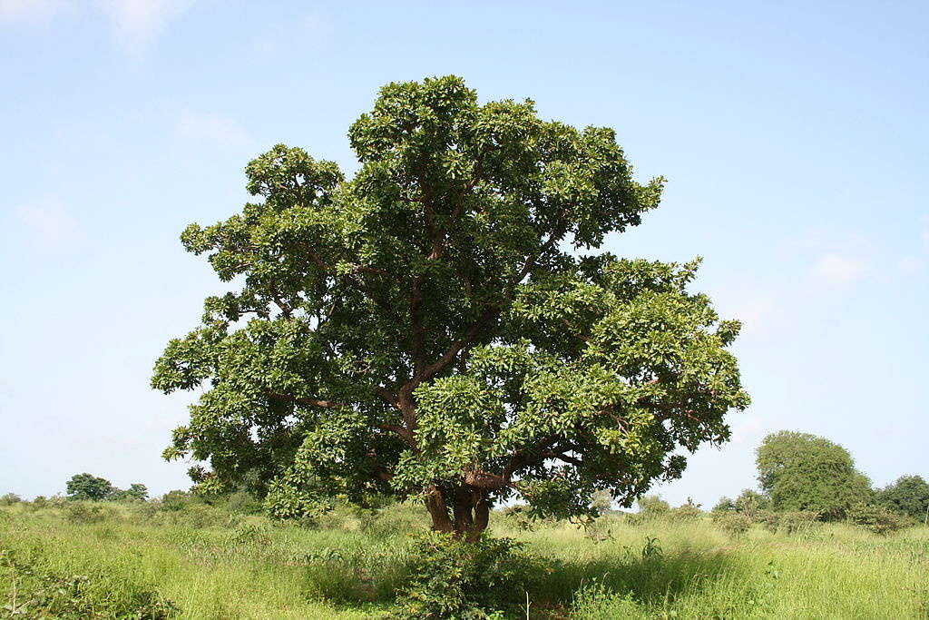 beurre de karité, arbre à karité, Mali, beurre de karité du Mali, savonnerie artisanale angevine, savonnerie artisanale à murs erigné