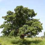 beurre de karité, arbre à karité, Mali, beurre de karité du Mali, savonnerie artisanale angevine, savonnerie artisanale à murs erigné